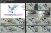 Vids_FF_DesiNaughtyGFVideoCalls (14).mp4.jpg image hosted at ImgAdult.com